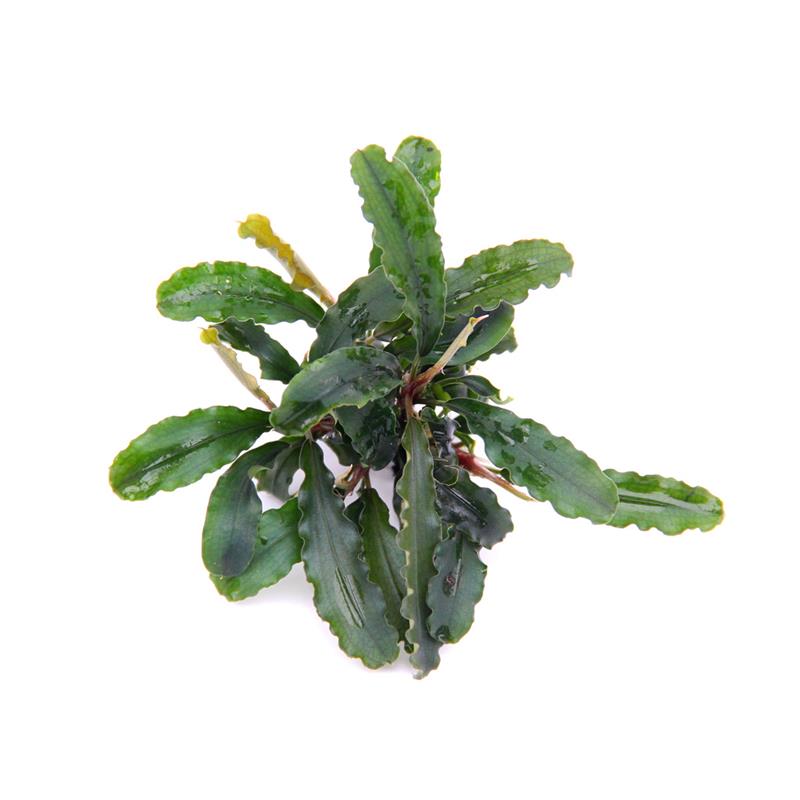 Dennerle Bucephalandra pygmaea 'Bukit Kelam' - imagine 3